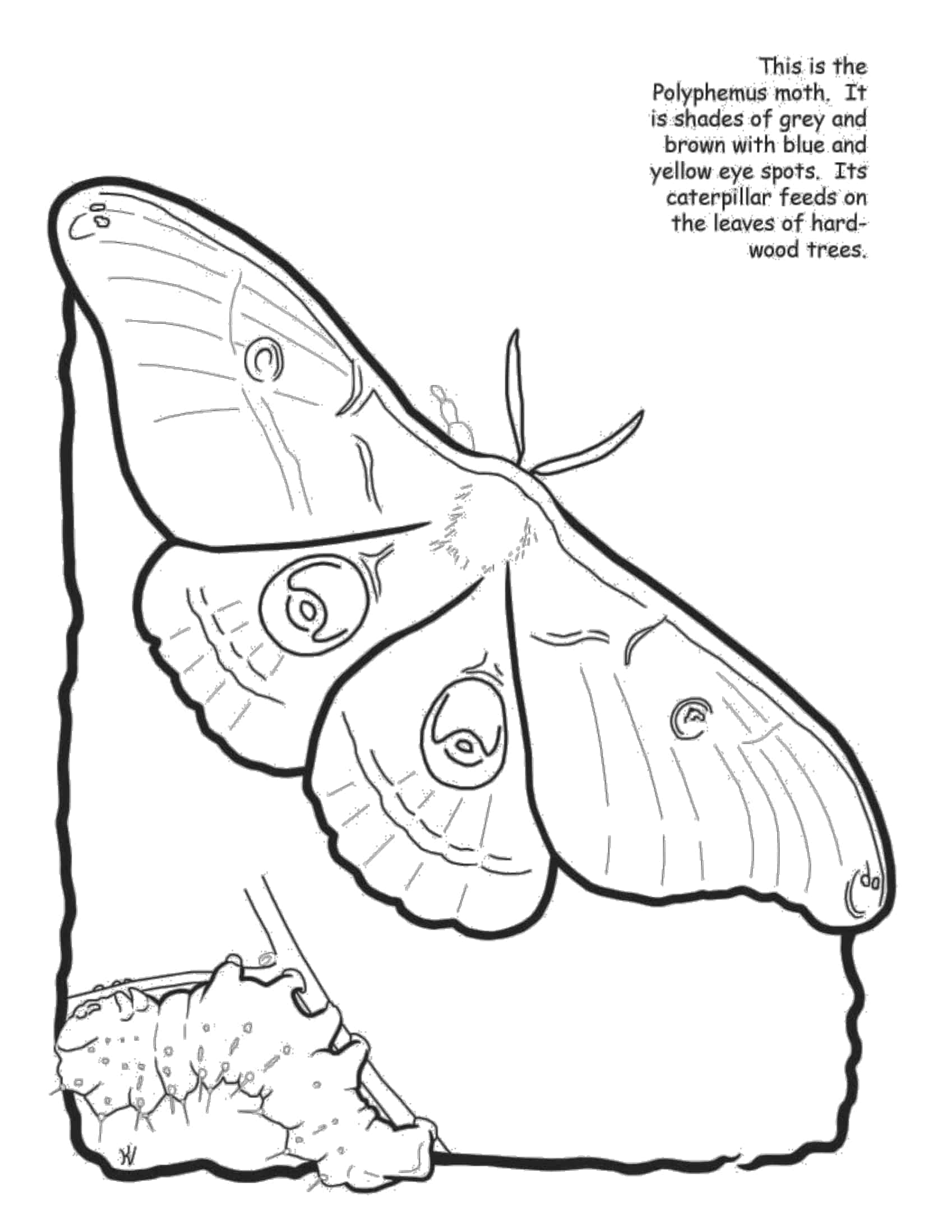 cricut butterfly template cricut butterfly template