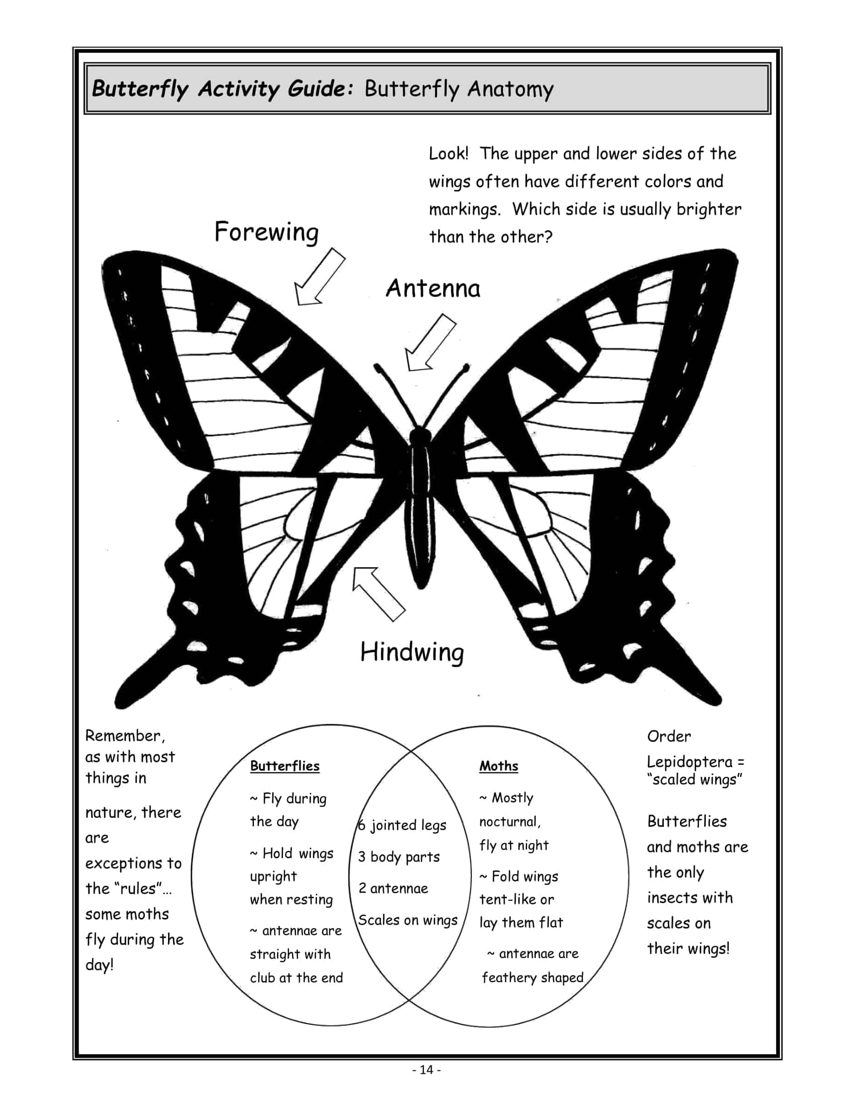cut out butterflies template cut out butterflies template