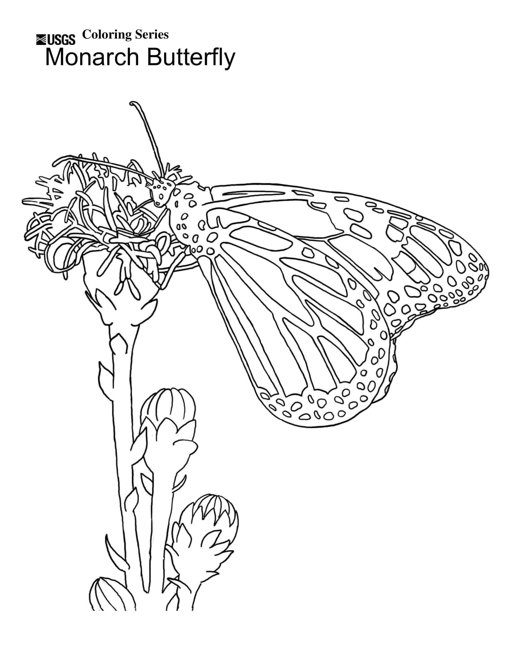 cut out printable 3d butterfly template cut out printable 3d butterfly template