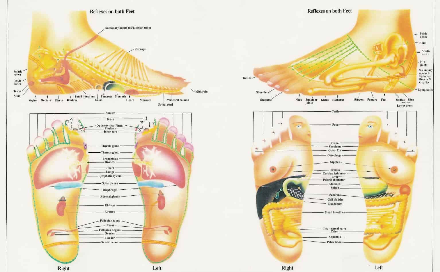 foot map reflexology foot map reflexology