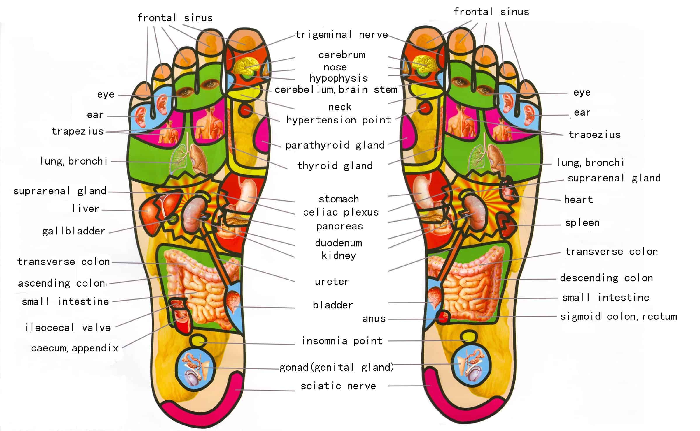 happy head foot reflexology and massage happy head foot reflexology and massage