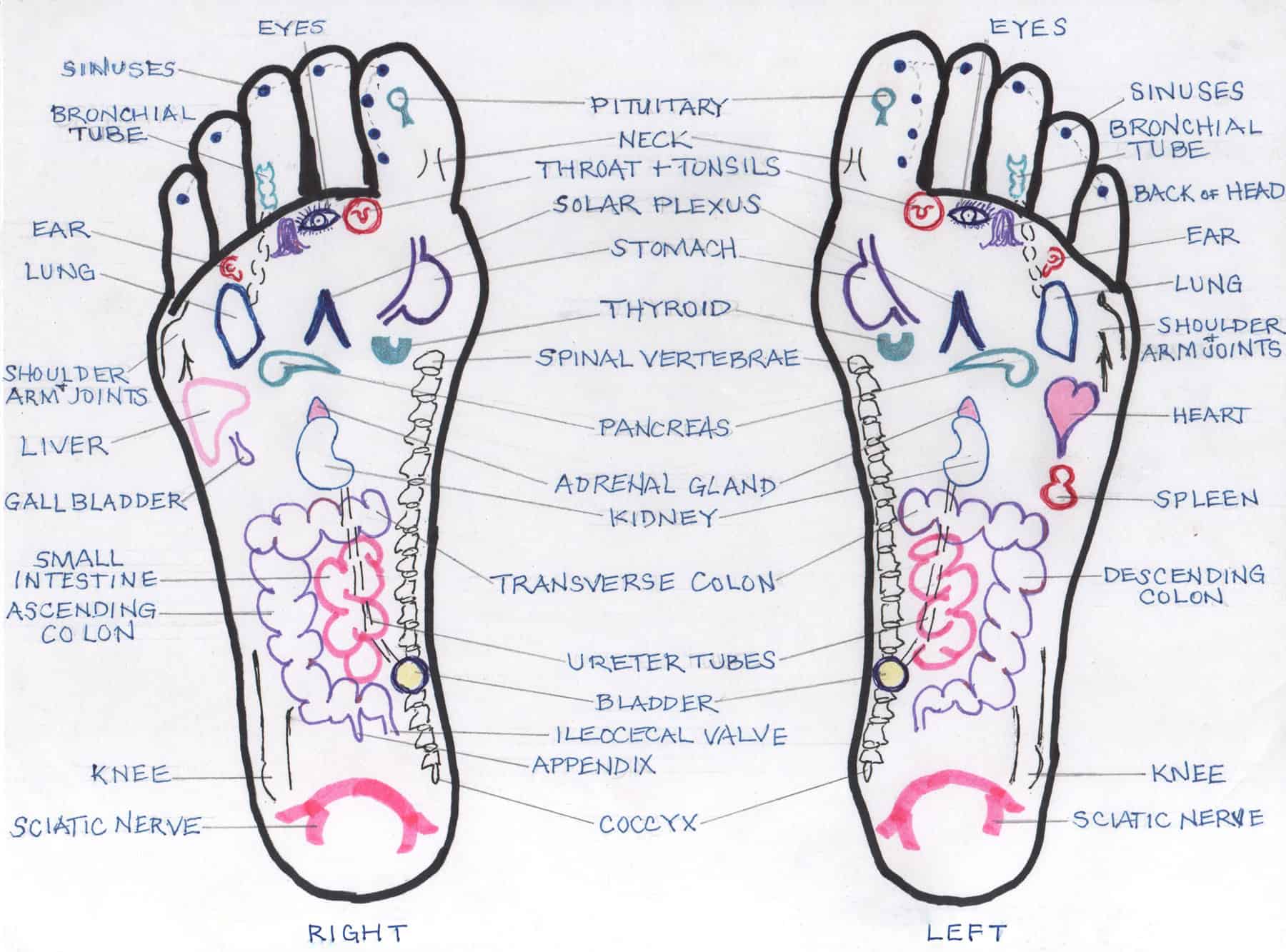 reflexology chart left foot reflexology chart left foot