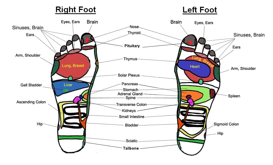 reflexology foot reflexology foot