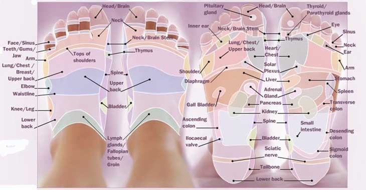 reflexology for foot reflexology for foot