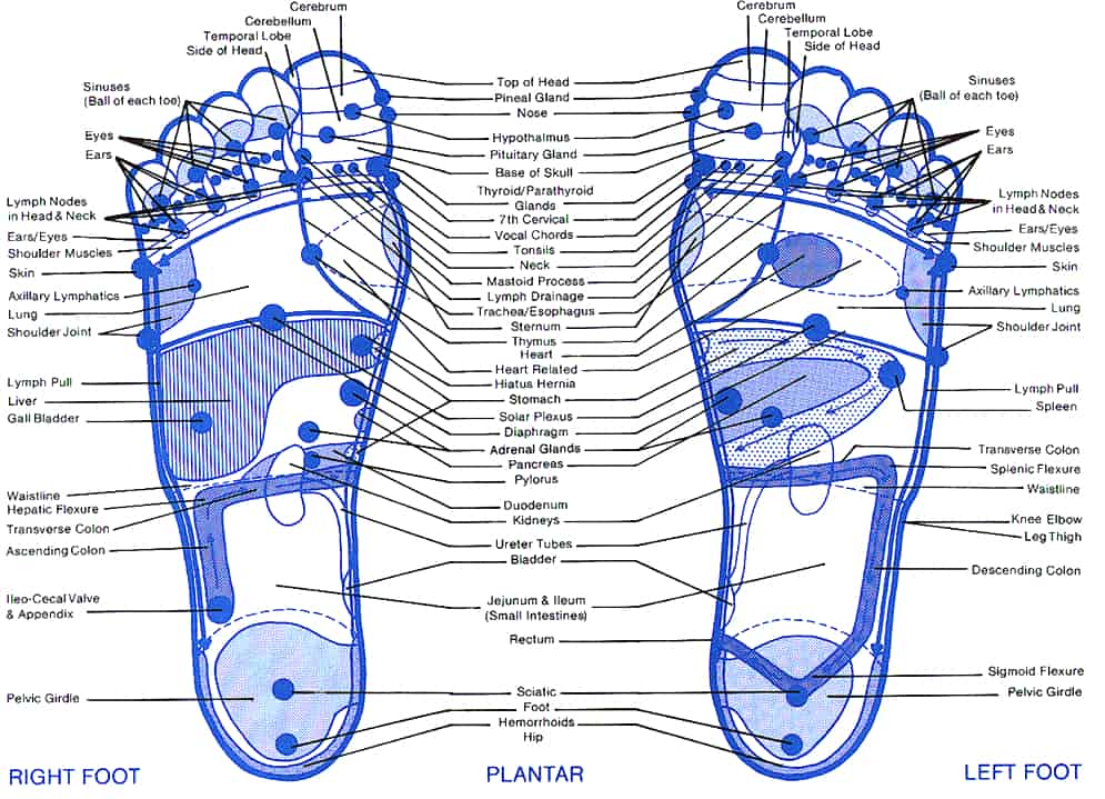 reflexology left foot chart reflexology left foot chart
