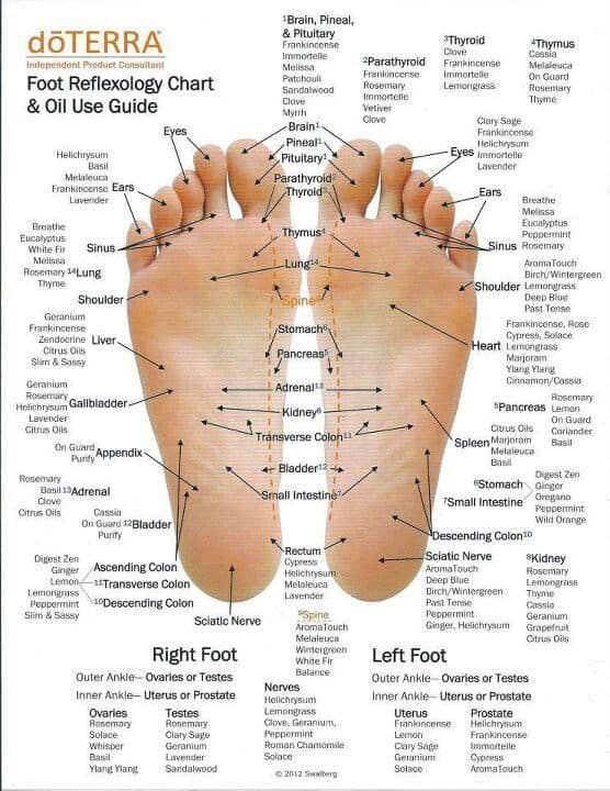 reflexology of foot reflexology of foot