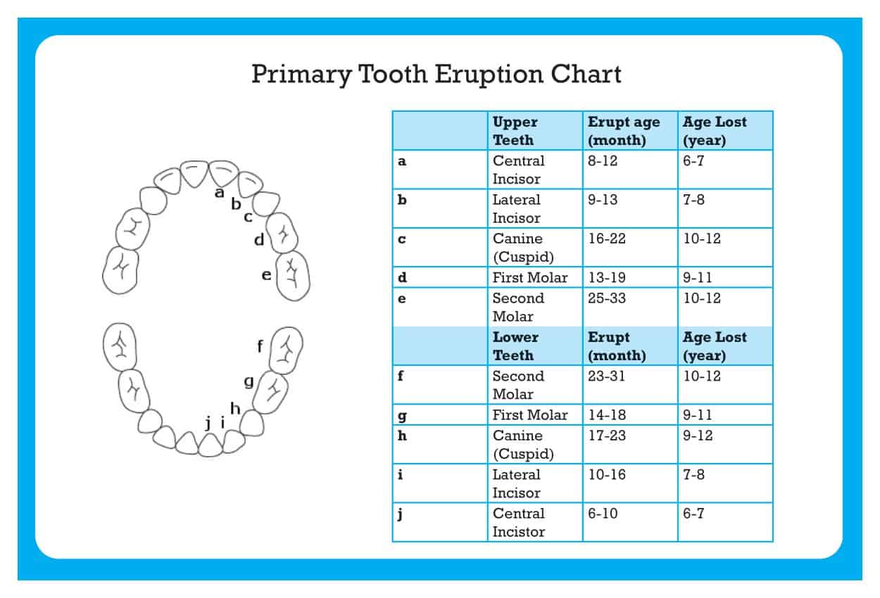 free printable tooth chart templates – [dental chart] teeth