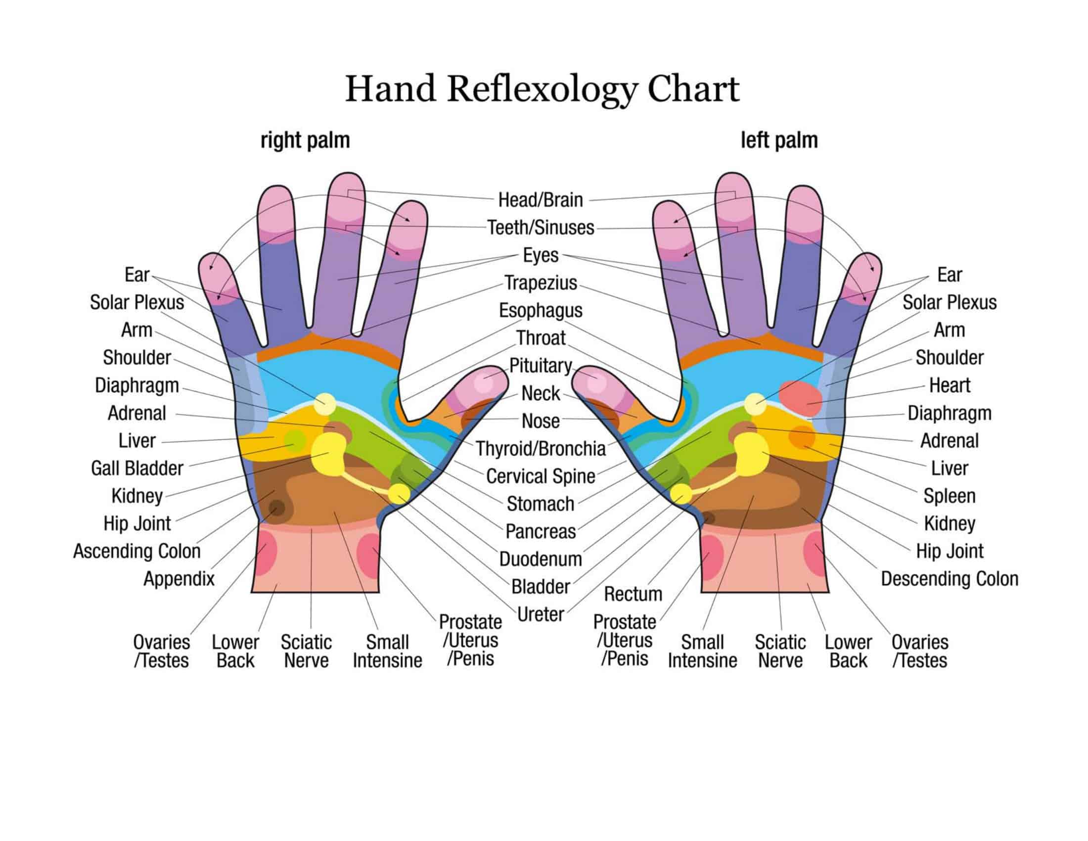 Free Printable Reflexology Chart Free Printable Reflexology Chart