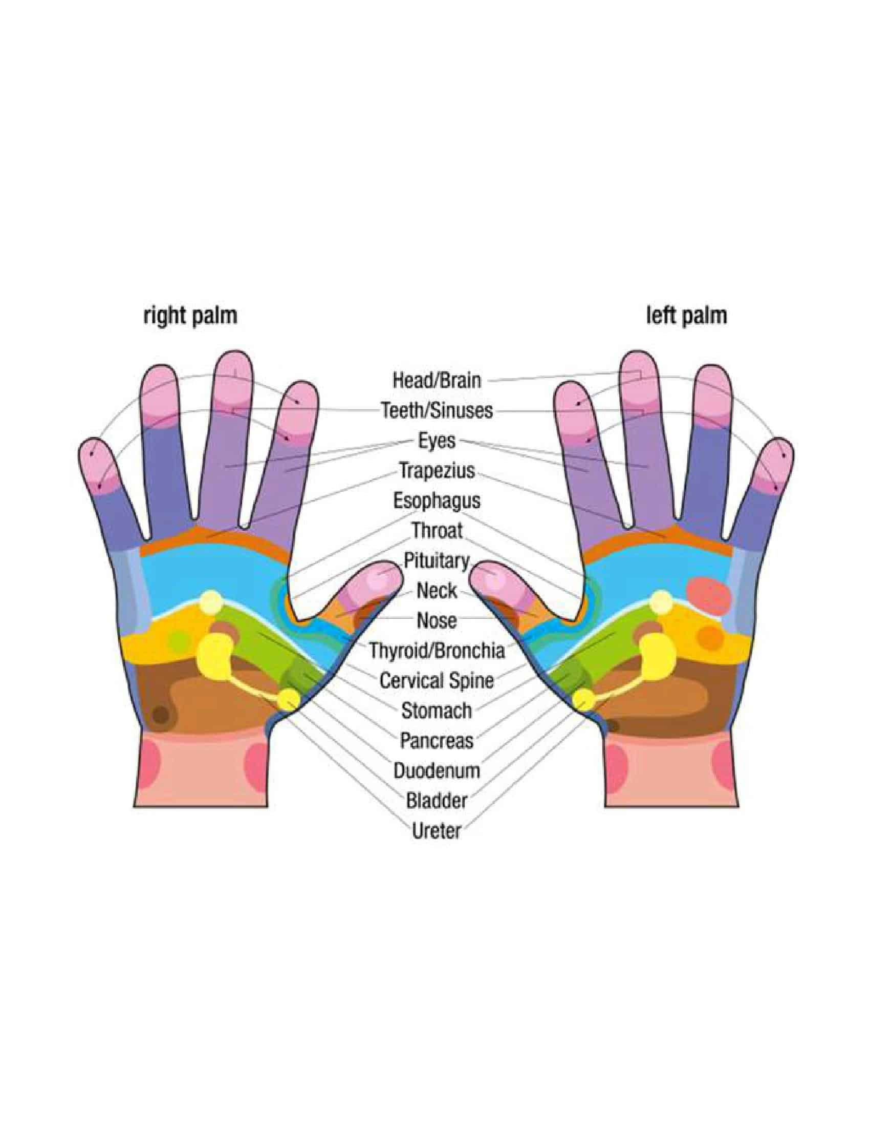 Hand Reflexology Template Hand Reflexology Template