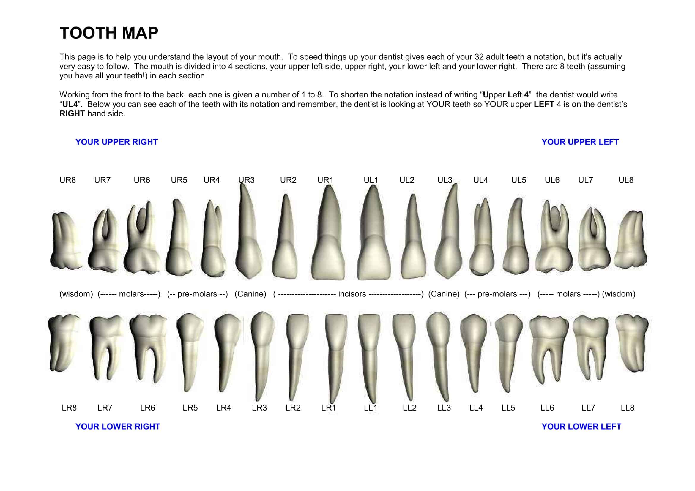 Teeth Chart Printable Free Coloring Pages To Print Teeth Chart Printable Free Coloring Pages To Print