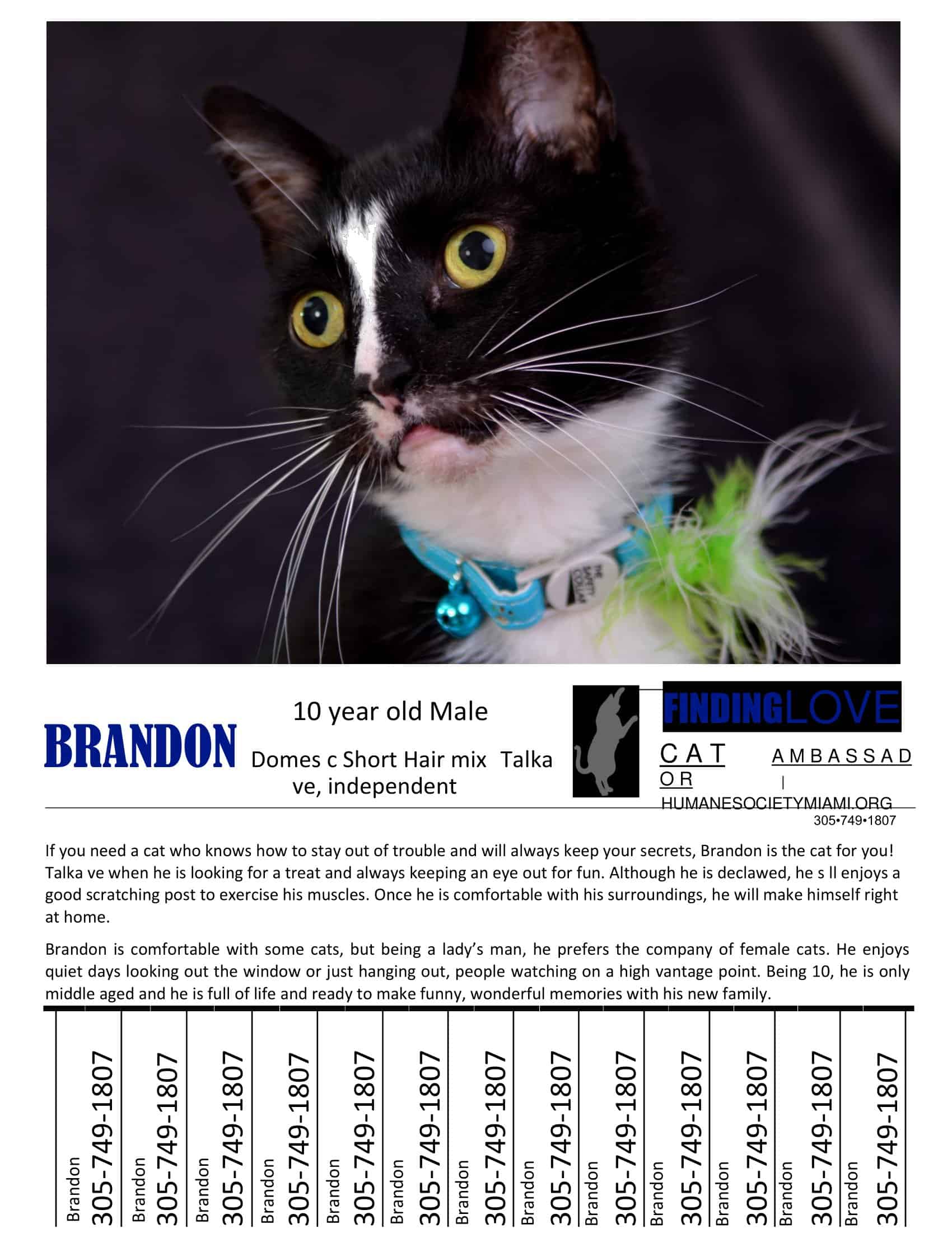 Printable Tear Off Flyer Printable Tear Off Flyer