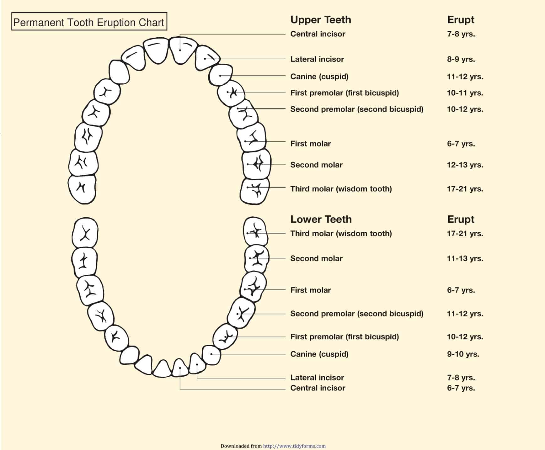 Free Printable Tooth Chart Templates – [Dental Chart] Teeth Numbers PDF