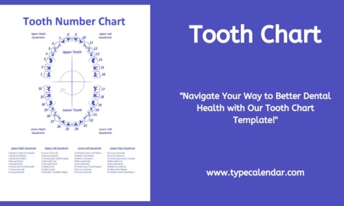 Free Printable Tooth Chart Templates – [Dental Chart] Teeth Numbers PDF