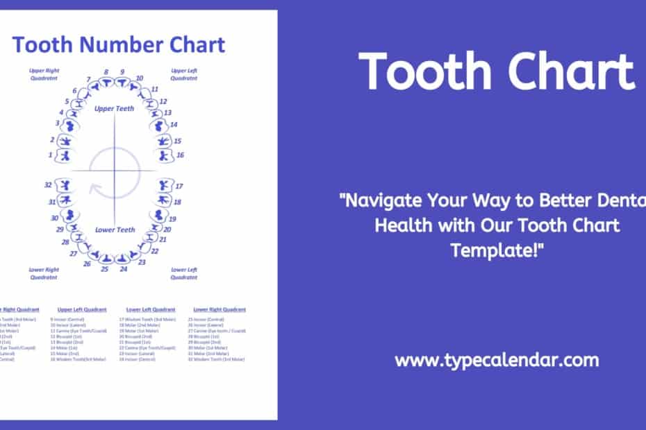 Tooth Chart