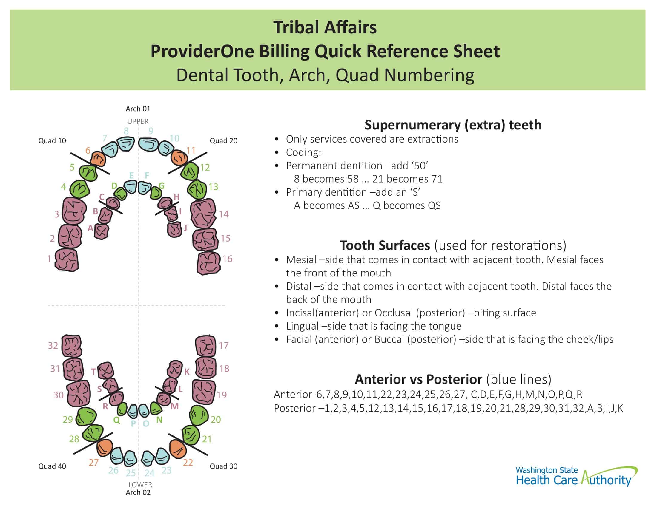 Free Printable Tooth Chart Templates – [Dental Chart] Teeth Numbers PDF