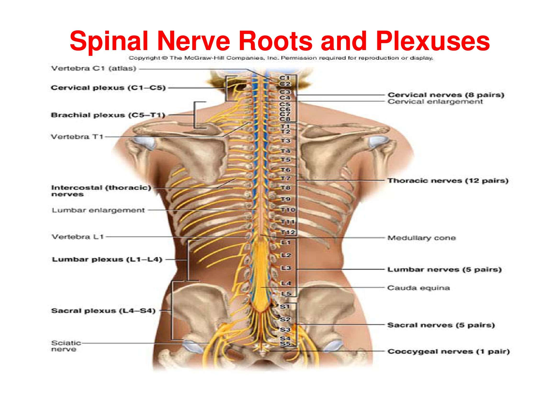 Example Spinal Nerve Chart Word Example Spinal Nerve Chart Word