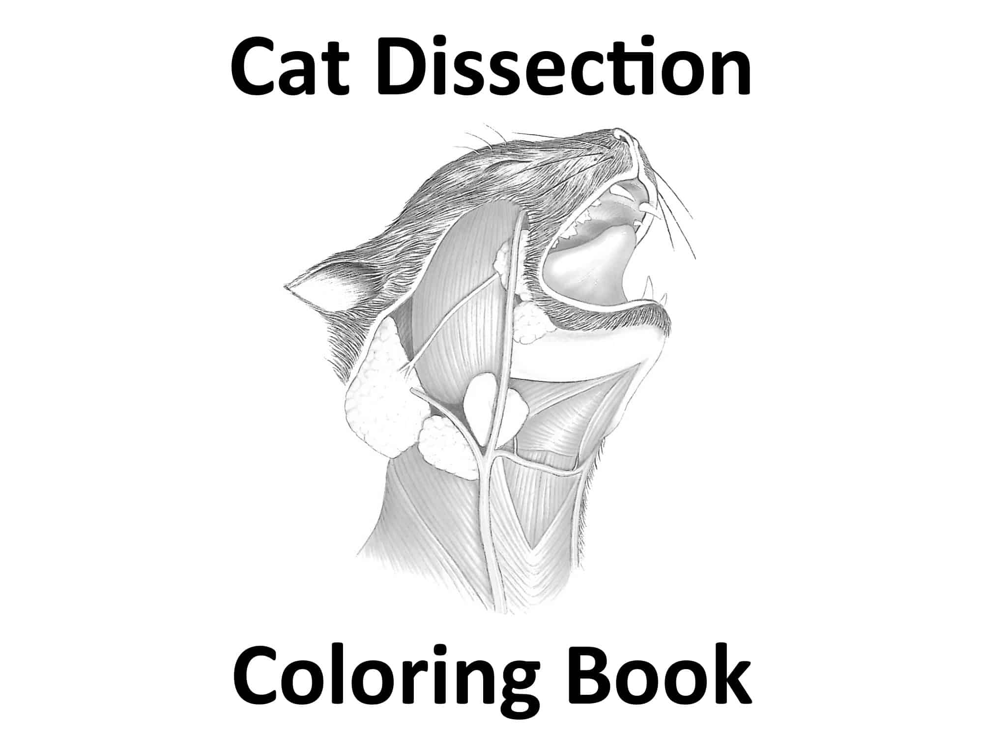 Free Cat Coloring Pages Free Cat Coloring Pages