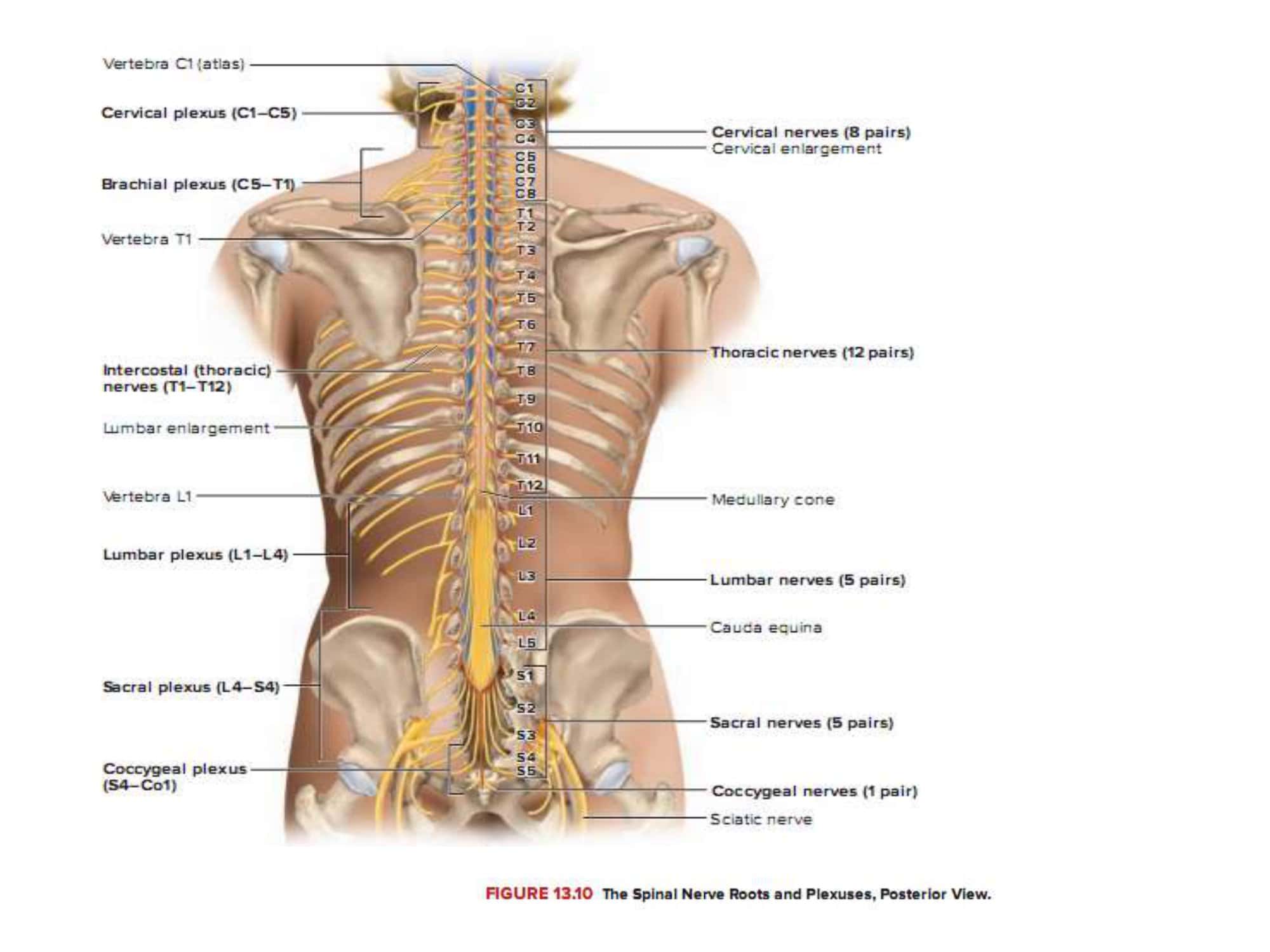 Sample Downloadable Spinal Nerve Chart Sample Downloadable Spinal Nerve Chart
