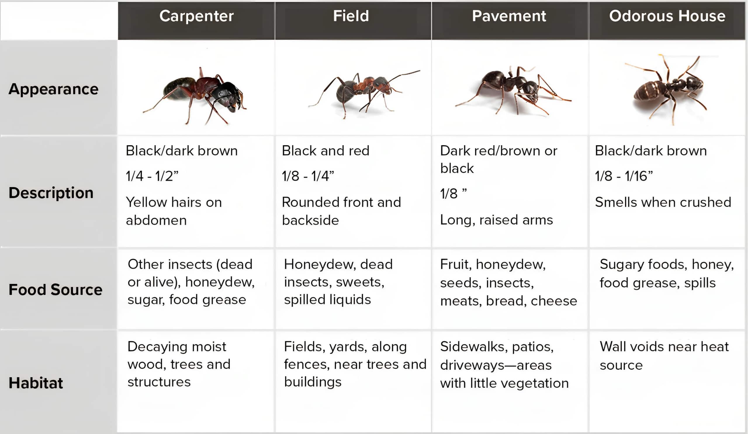 30 Free Printable Ant Identification Charts PDF 