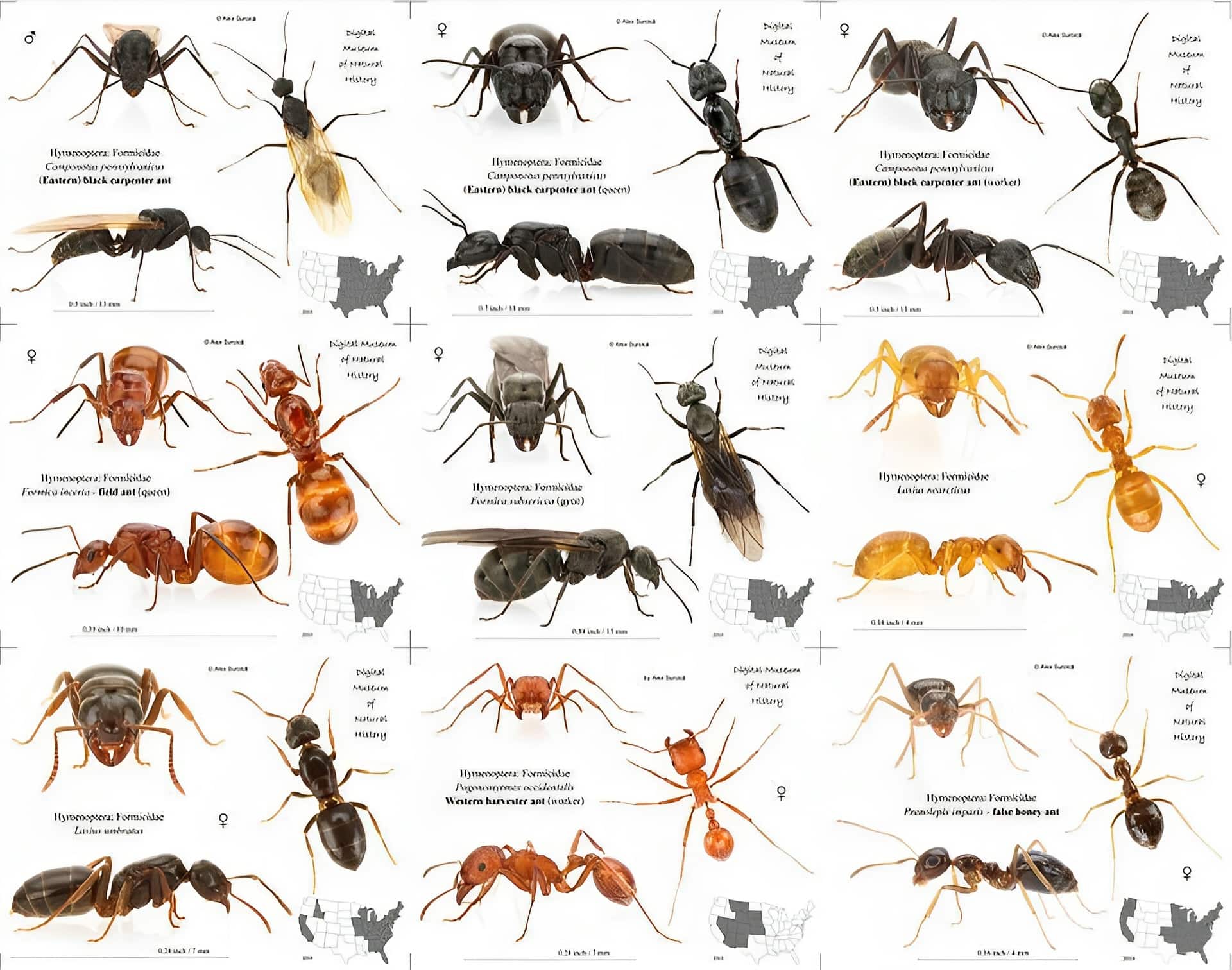 30 Free Printable Ant Identification Charts PDF 