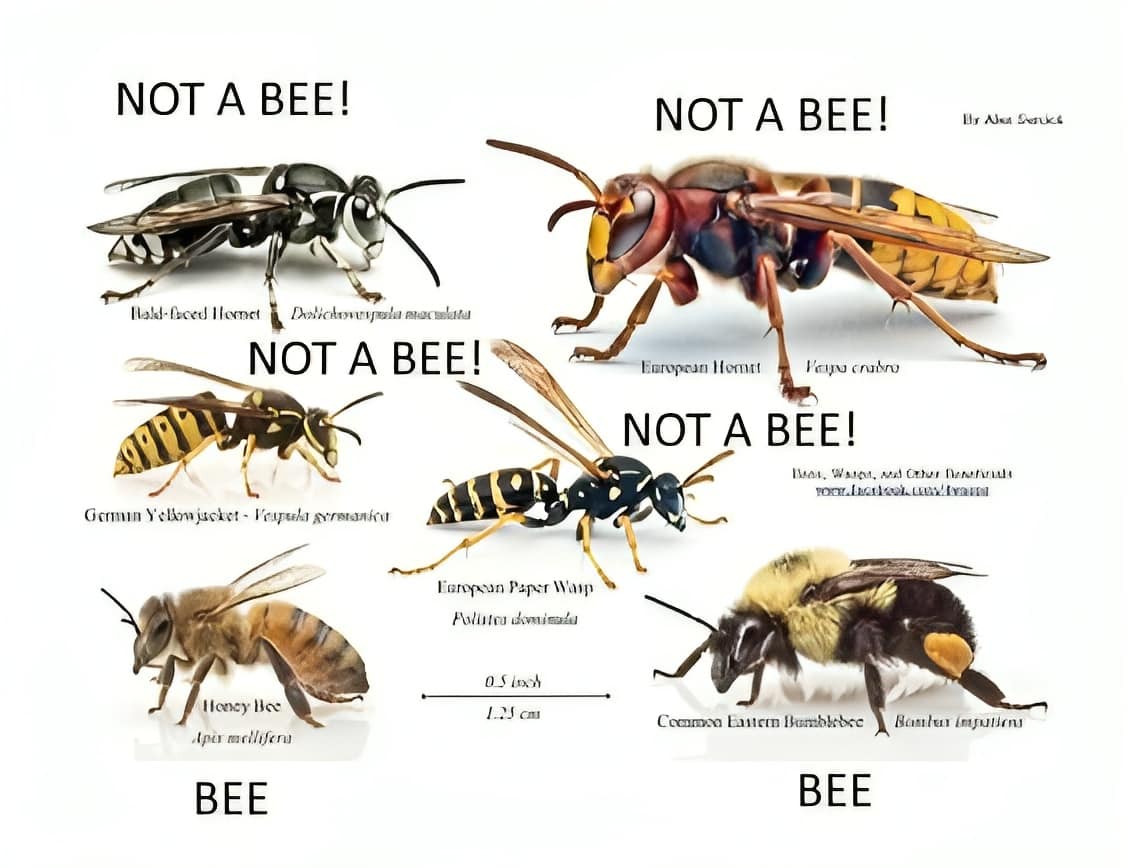 Free Printable Bee Identification Charts PDF Free Printable Bee Identification Charts PDF
