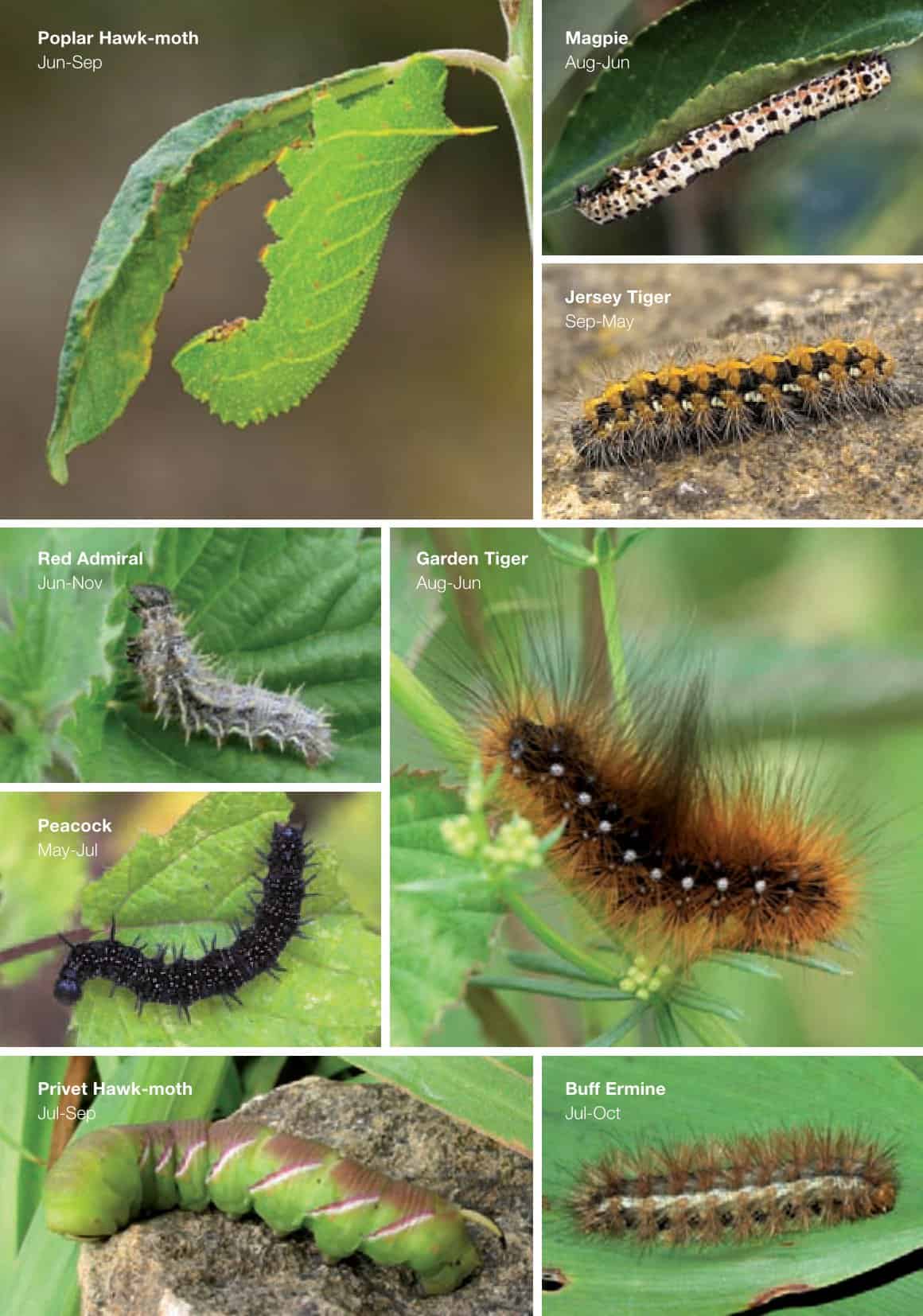 Free Printable Caterpillar Identification Charts PDF Free Printable Caterpillar Identification Charts PDF