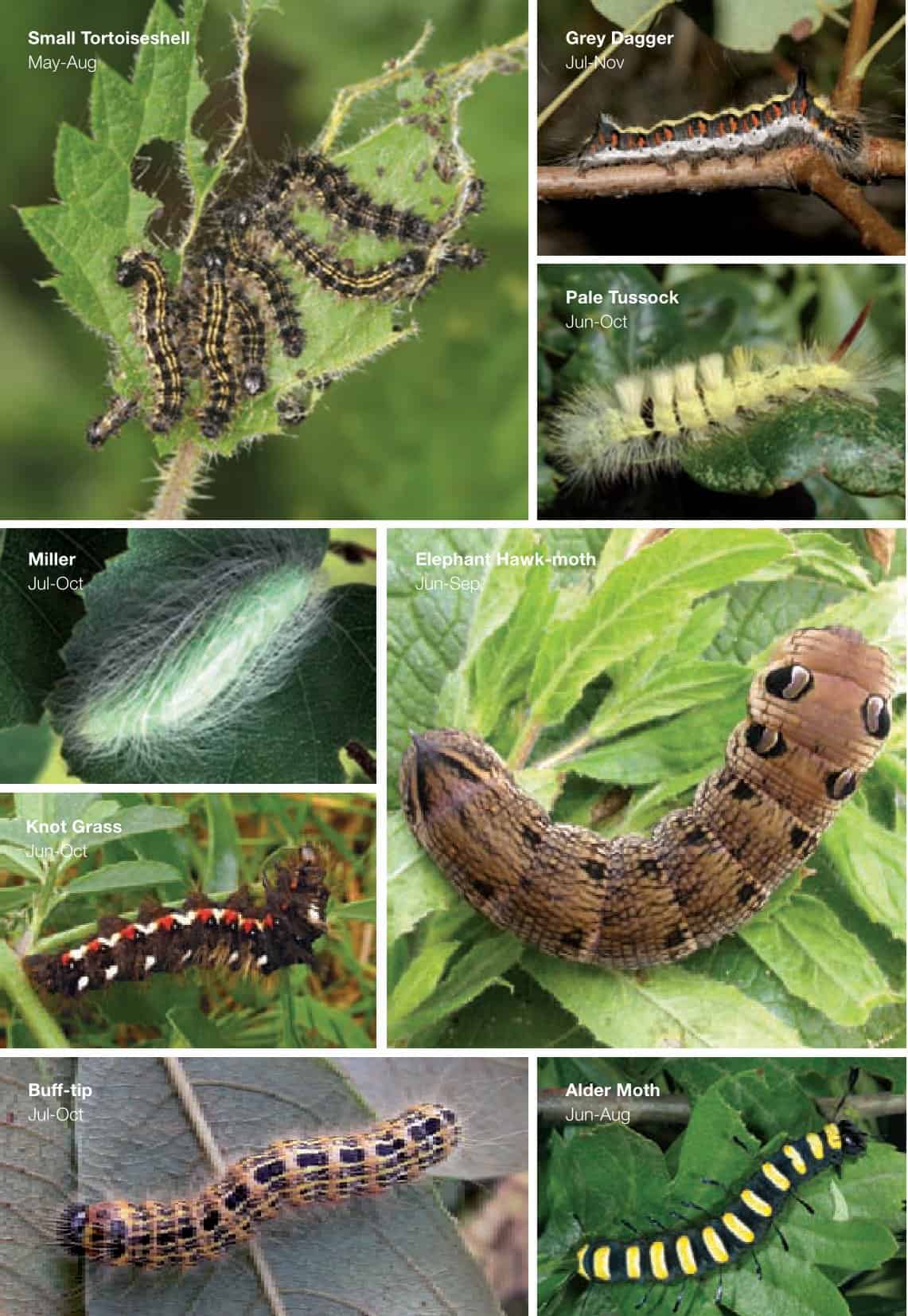 Free Printable Caterpillar Identification Charts PDF Free Printable Caterpillar Identification Charts PDF