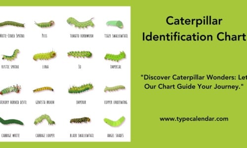 Free Printable Caterpillar Identification Charts [PDF]