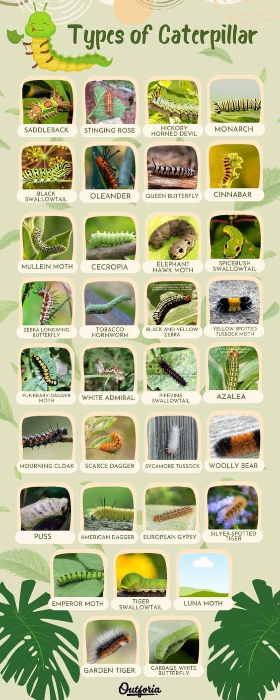 Free Printable Caterpillar Identification Charts PDF Free Printable Caterpillar Identification Charts PDF