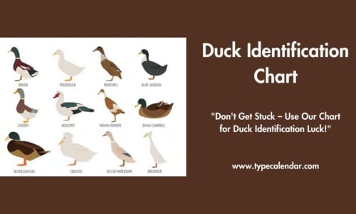 Free Printable Duck Identification Charts [PDF]