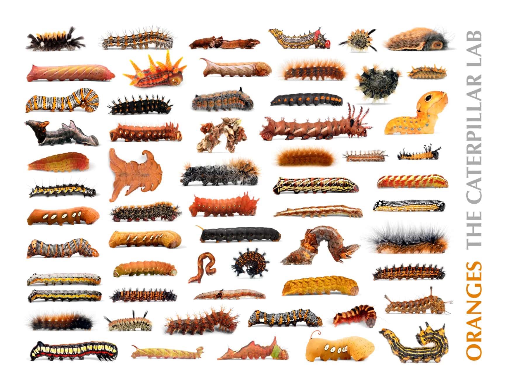 British Caterpillar Identification Guide ZMHJ British Caterpillar Identification Guide ZMHJ