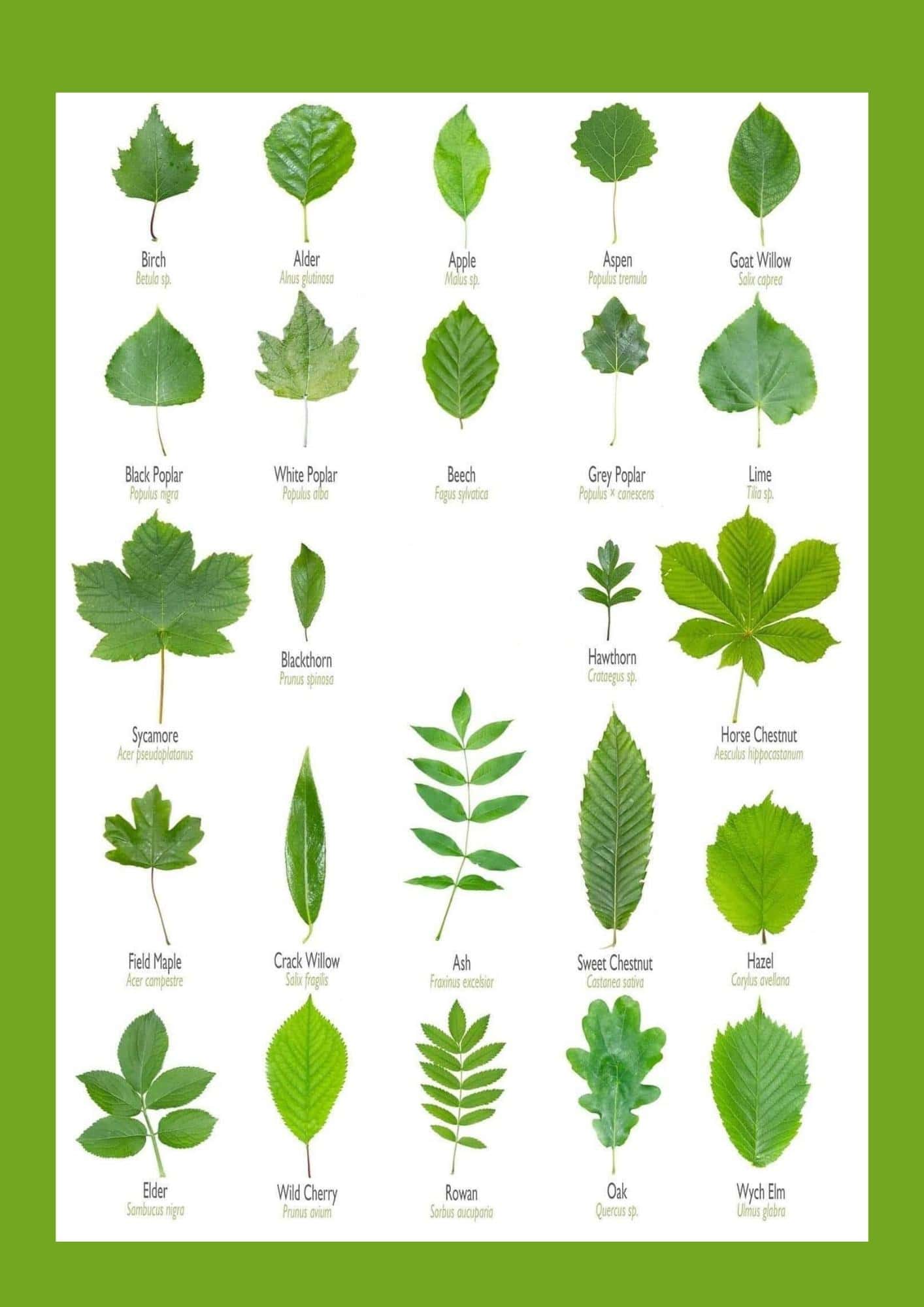 Poplar Tree Leaf Identification Poplar Tree Leaf Identification