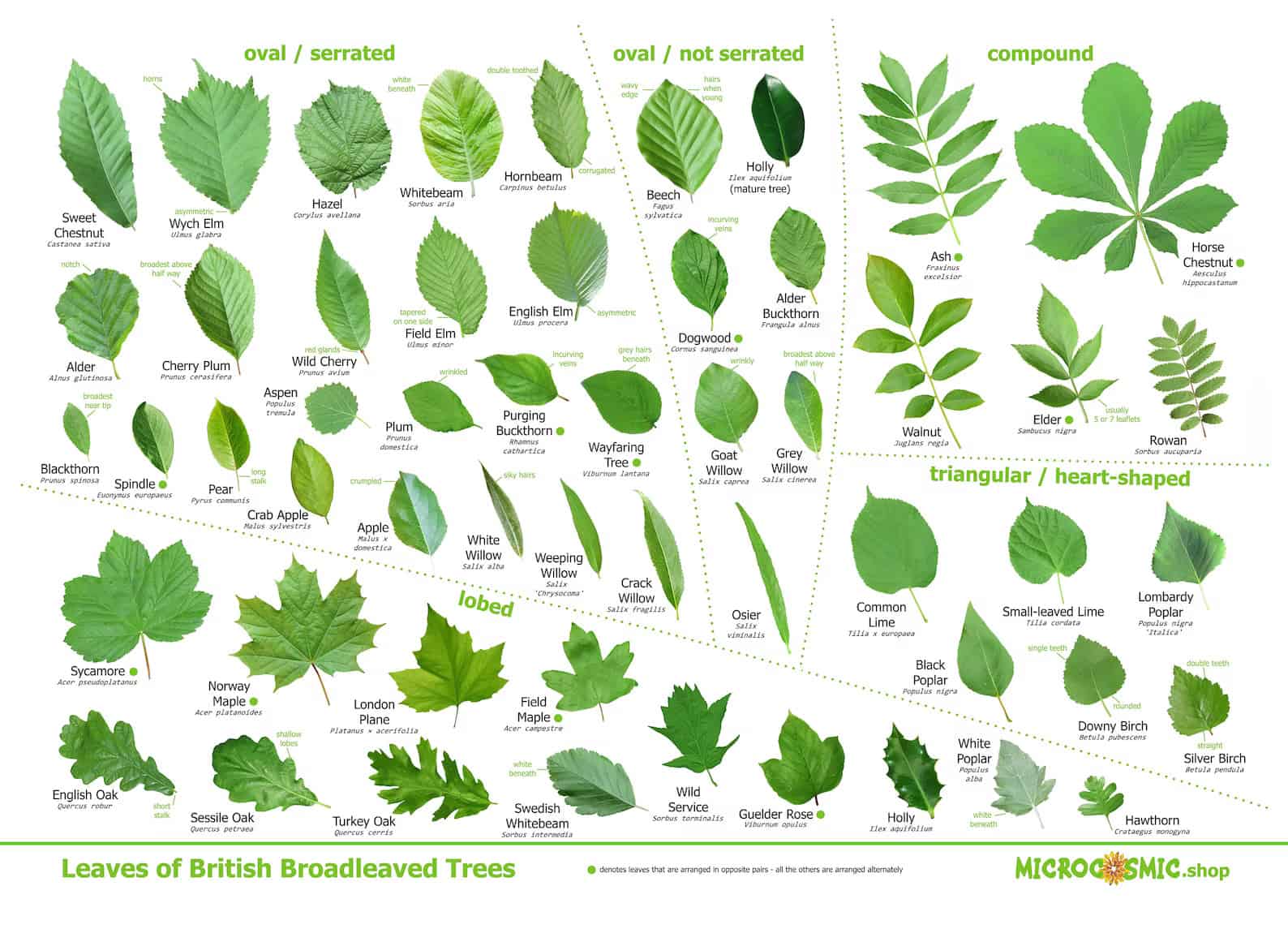 Editable Tree Leaf Identification Chart Word Editable Tree Leaf Identification Chart Word