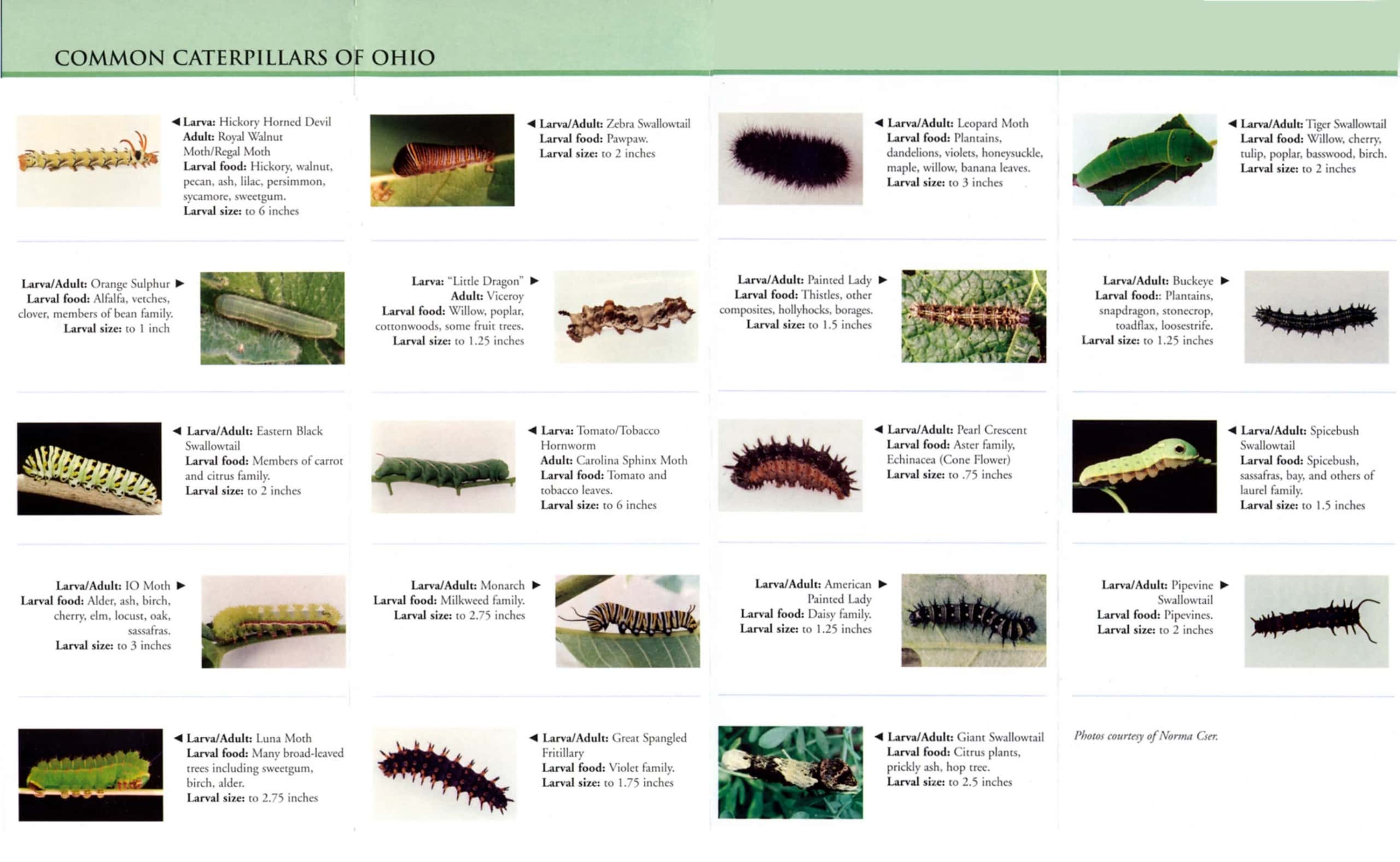 Free Printable Caterpillar Identification Charts PDF Free Printable Caterpillar Identification Charts PDF