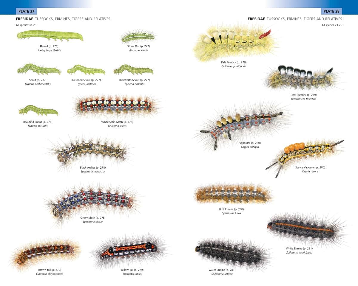 Free Printable Caterpillar Identification Charts PDF Free Printable Caterpillar Identification Charts PDF