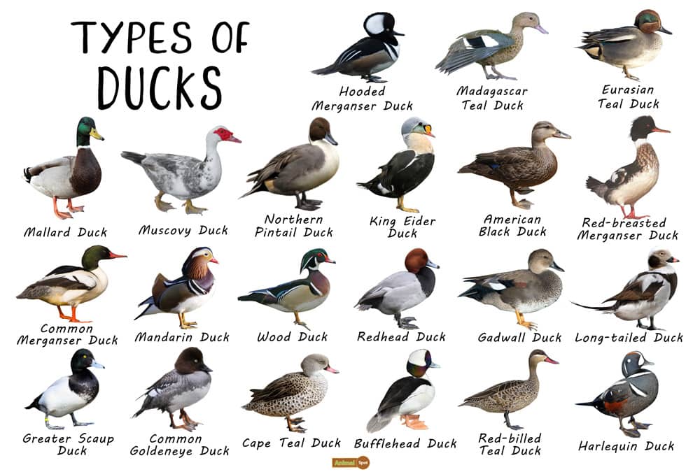 31 Free Printable Duck Identification Charts PDF 