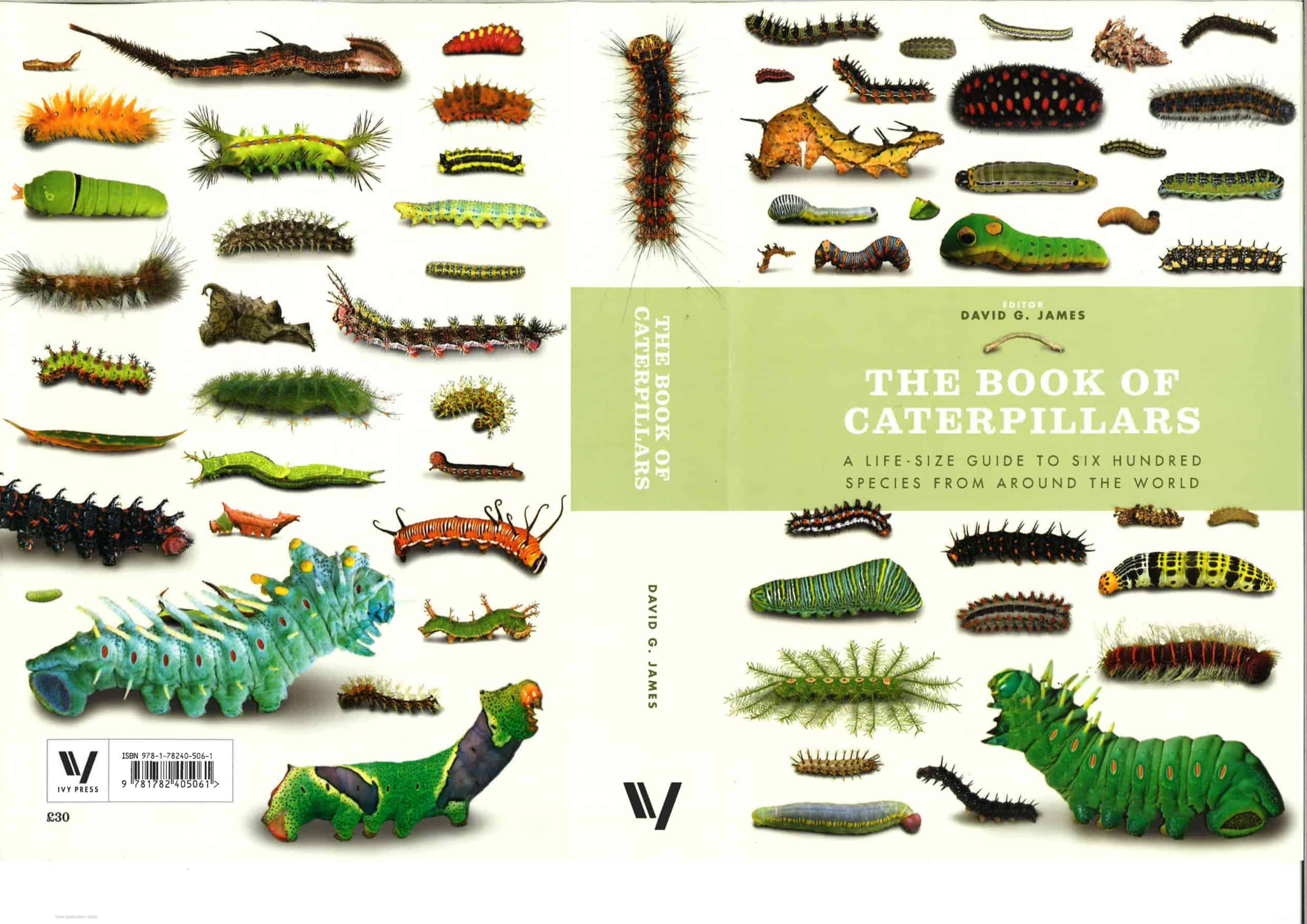 Free Printable Caterpillar Identification Charts [PDF]