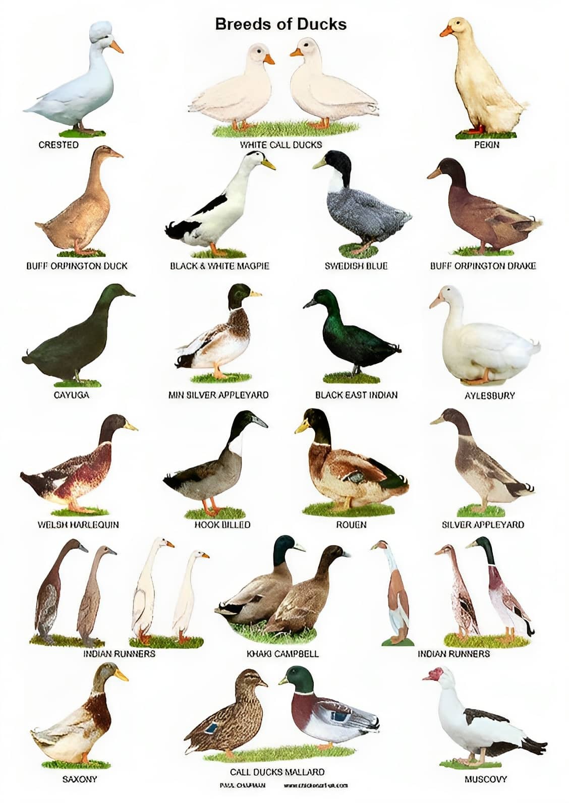 HD Printable Duck Identification Chart HD Printable Duck Identification Chart