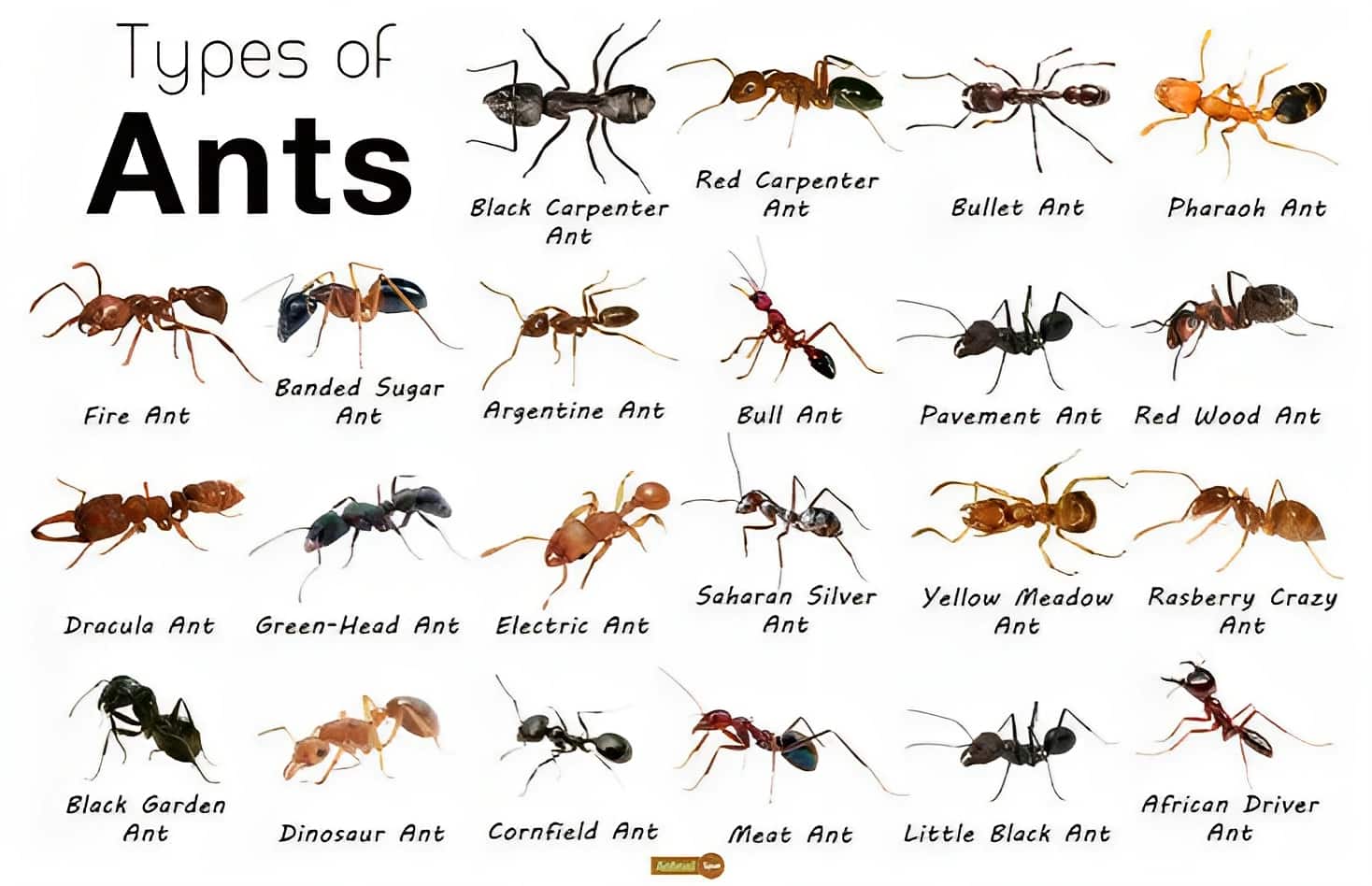 30 Free Printable Ant Identification Charts PDF 30 Free Printable Ant Identification Charts PDF