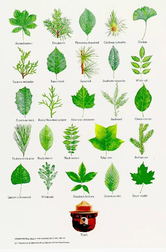 Sample Tree Leaf Identification Chart PDF Download Sample Tree Leaf Identification Chart PDF Download
