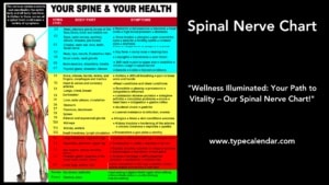 30+ Free Printable Spinal Column & Spinal Nerve Charts PDF