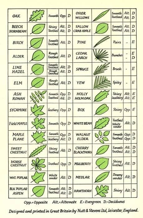 Tree Leaf Identification Chart Download Tree Leaf Identification Chart Download