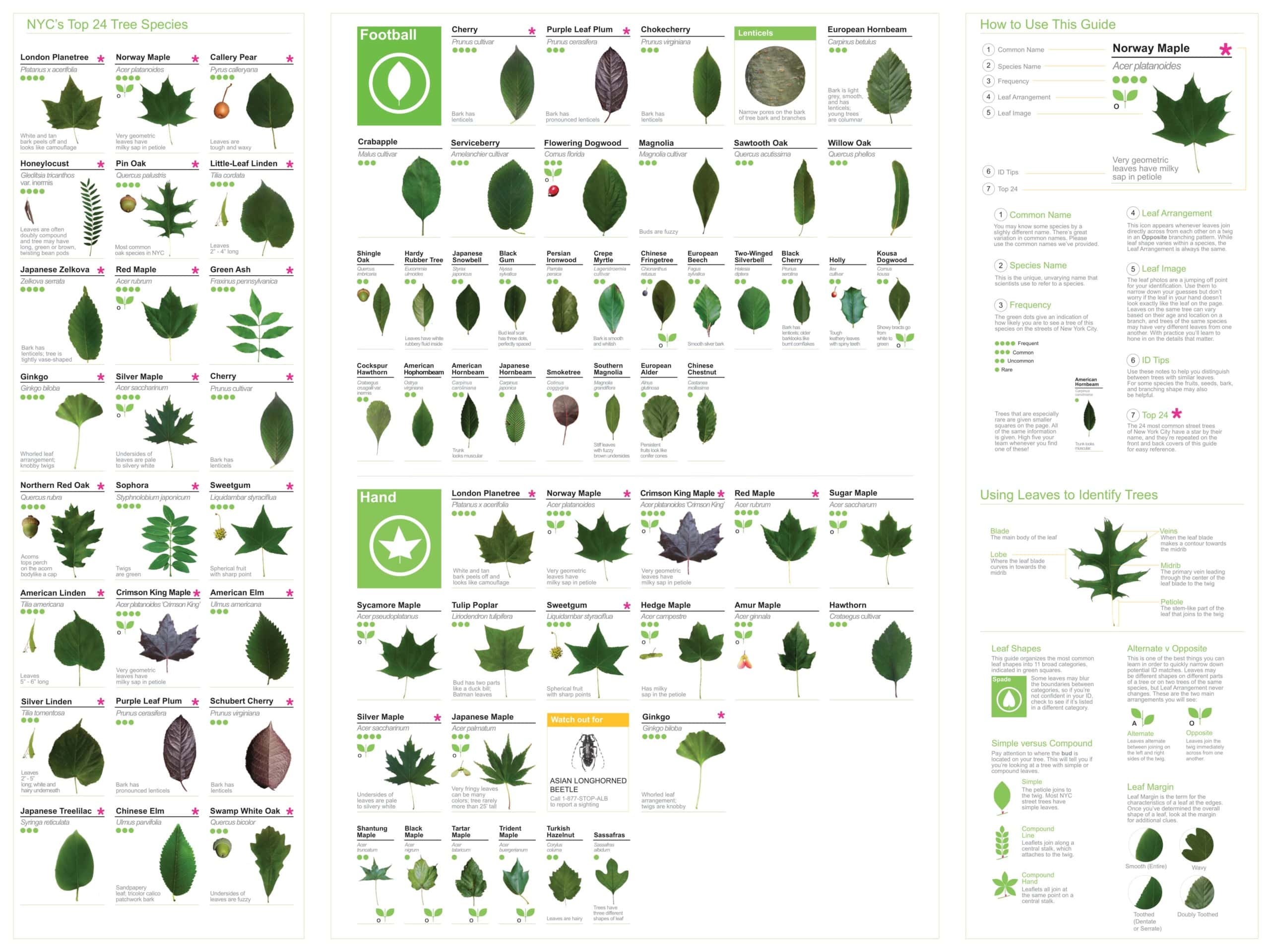 Tree Leaf Identification Chart Word Download Tree Leaf Identification Chart Word Download